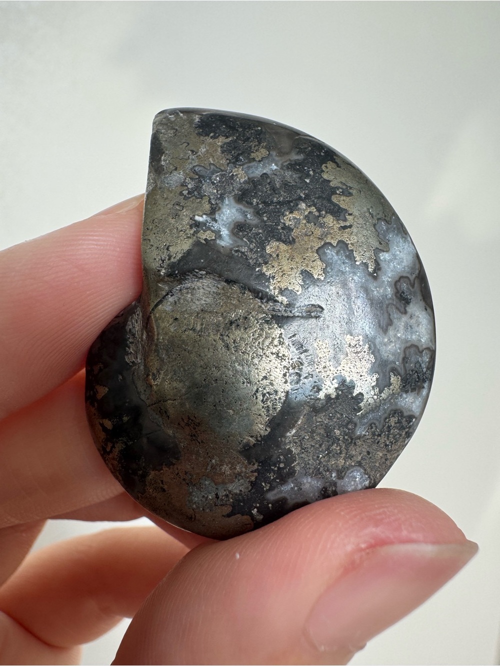 Carbonized Aioloceras ammonite fossil with pyrite